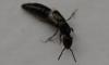 Xantholinini inconnu